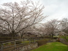 陽だまり広場のソメイヨシノ開花の様子