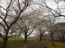 古墳の丘のソメイヨシノ開花の様子