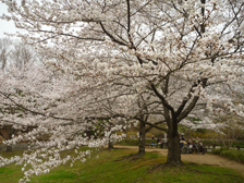 だんだん広場のソメイヨシノ開花の様子