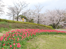 馬見花苑