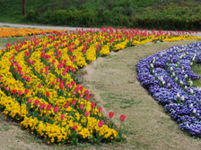 馬見花苑