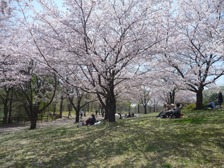 古墳の丘のソメイヨシノの様子