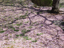 桜の散った後の古墳の丘の様子