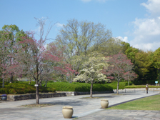 公園館前のハナミズキ