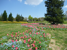 花の道のチューリップ