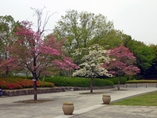 公園館前のハナミズキ