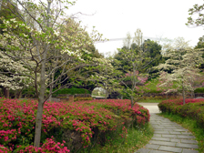 花の道のハナミズキ