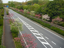 県道沿いのハナミズキ