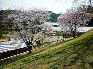 桜
