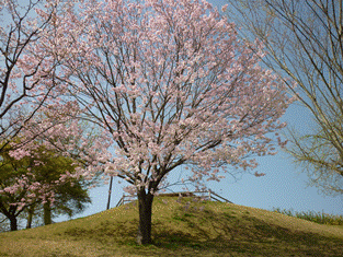 桜
