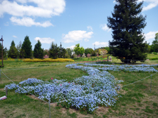 花の道のネモフィラ