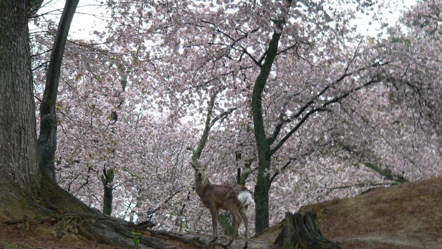 茶山園地