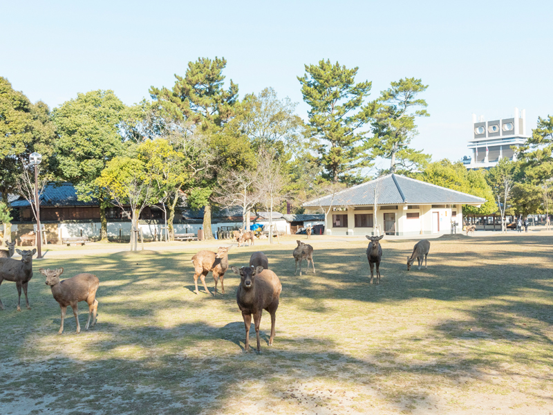 登大路園地