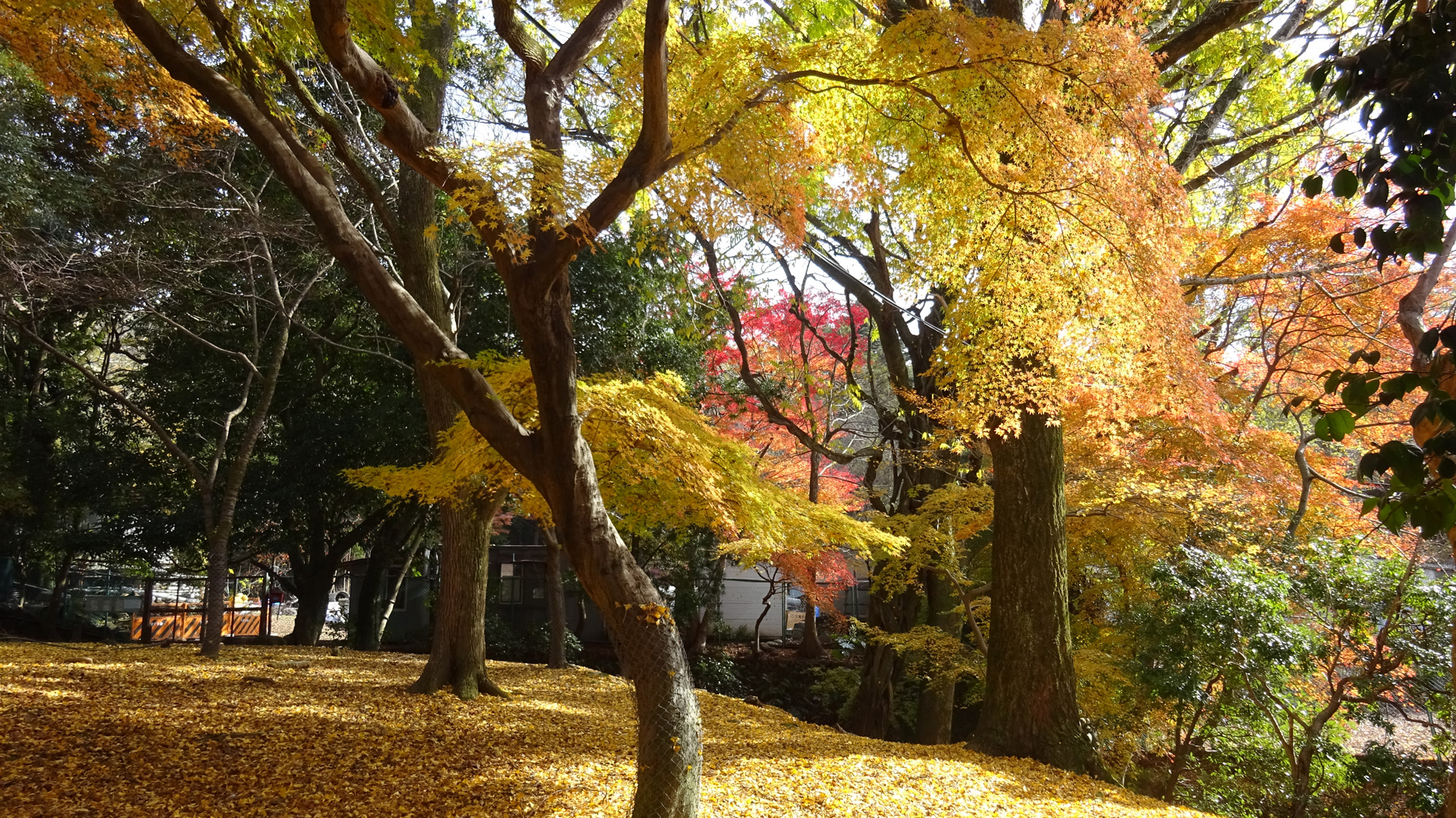 東塔跡園地